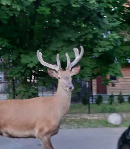 Privat bolig Goscinne Na Stromej *