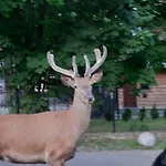 Rum i privatbostad Goscinne Na Stromej *